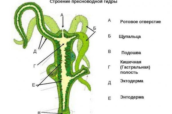 Как восстановить пароль кракен