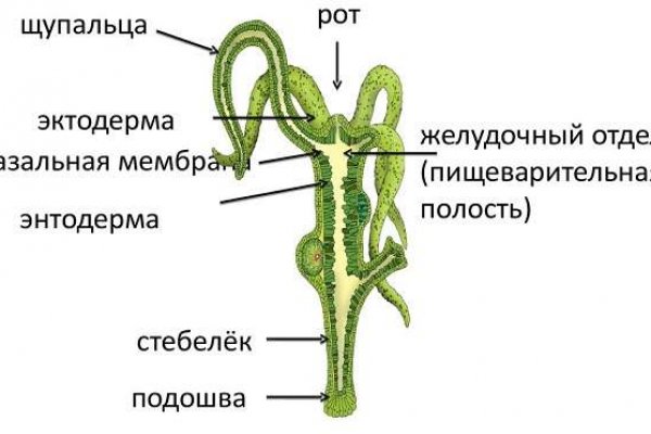 Kraken зеркало krakens13 at